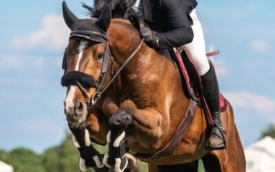 Neuro-Cavalier : quand les neurosciences repensent l’équitation