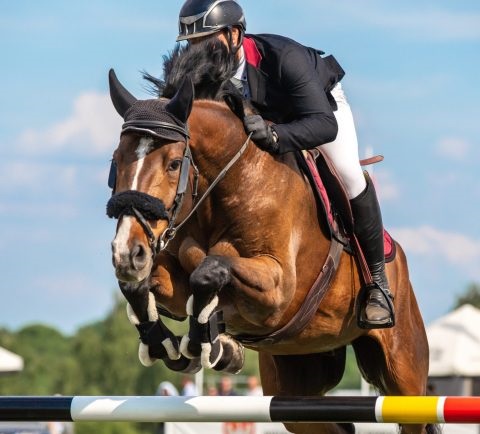 Neuro-Cavalier : quand les neurosciences repensent l’équitation