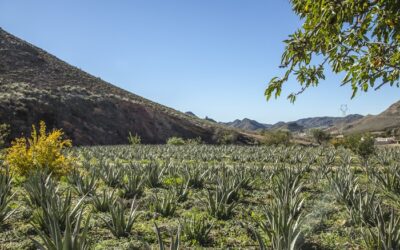 NaturAloé et les bienfaits de l’Aloé Vera