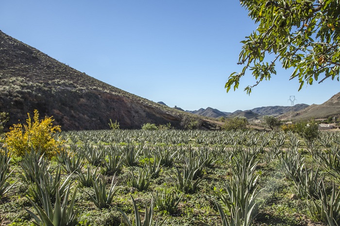 NaturAloé et les bienfaits de l’Aloé Vera