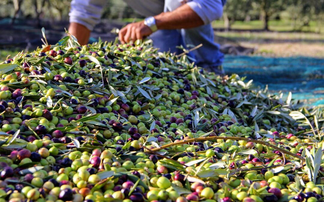 Bastide du Laval : l’excellence de l’huile d’olive en Provence