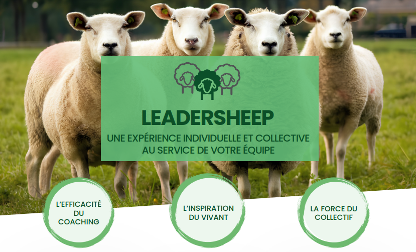 LEADERSHEEP : Une immersion au cœur du vivant pour renforcer la cohésion d’équipe