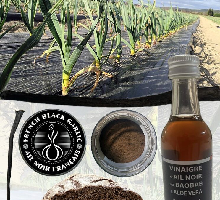 Redonner du sens aux déchets agricoles : une vision signée French Black Garlic