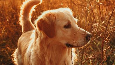 Au Revoir Compagnon : une plateforme pour mieux vivre le deuil animalier