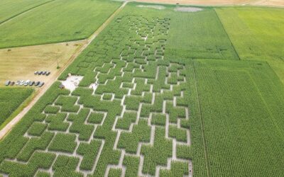Le Pop Corn Labyrinthe fait son grand retour à Givrand