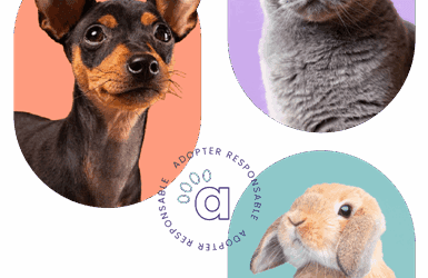 Avec Animaux.fr, trouvez l’animal qui vous correspond et soutenez les associations