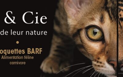 Vers une alimentation féline plus naturelle : le pari de Sally & Cie