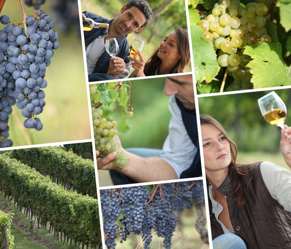 Covigneron