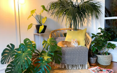 A’Rose : le plant-sitting pour faire garder ses plantes pendant ses absences