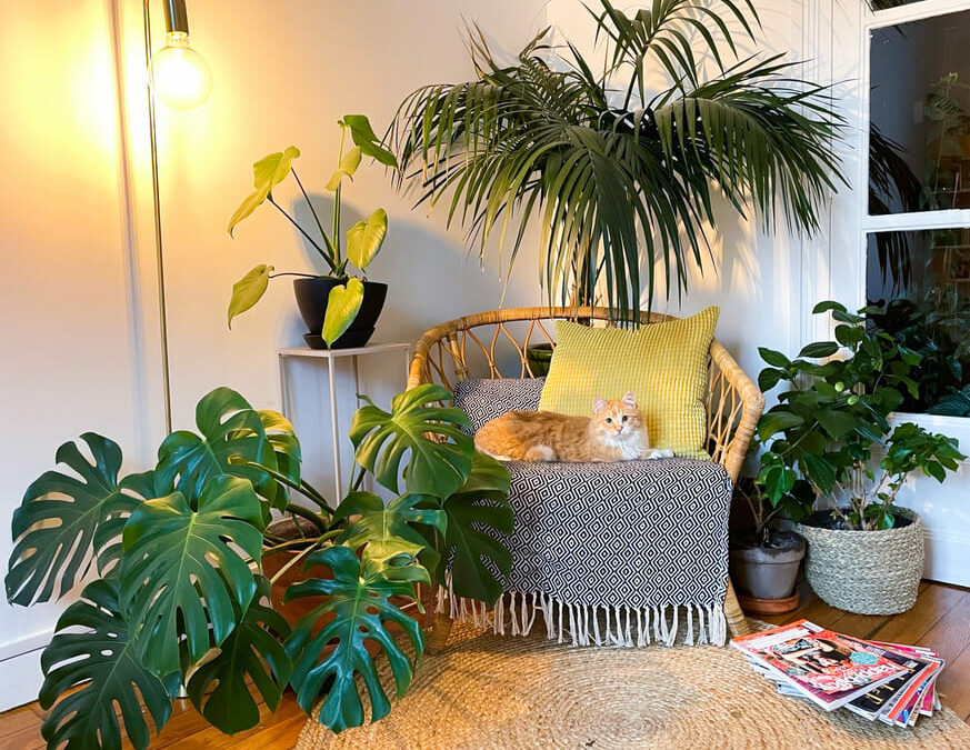 A’Rose : le plant-sitting pour faire garder ses plantes pendant ses absences